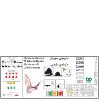 گونه خفاش سبیل‌دار Whiskered Myotis